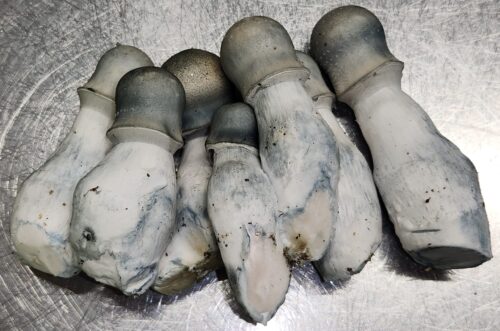 Albino Penis Envy (APE) - Isolated Liquid Culture - Image 3