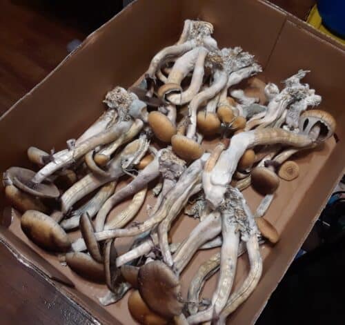 Golden Teacher - Genuine Isolated P. Cubensis Genetics Mushroom Liquid Culture - Image 13