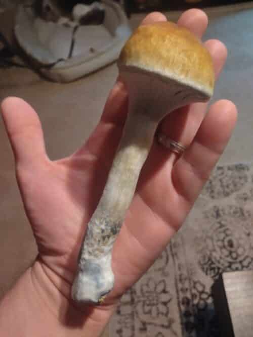 Golden Teacher