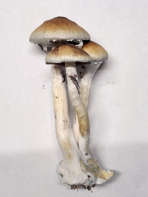 Blue Meanie (Cubensis - NOT PAN CYANS) - Isolated Liquid Culture - Image 2
