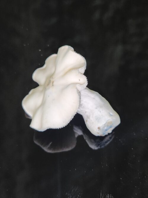 Jack Frost - Isolated Liquid Culture - Image 2