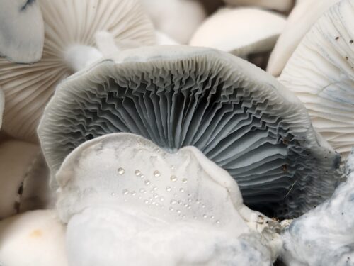 Jack Frost - Isolated Liquid Culture - Image 3