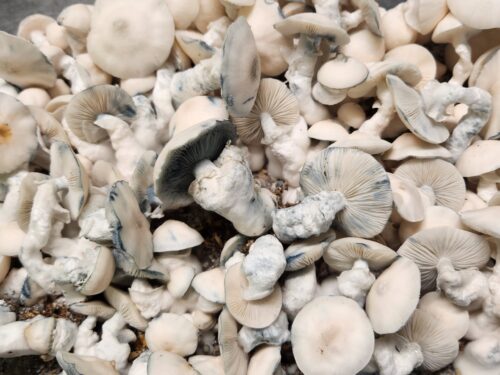 Jack Frost - Isolated Liquid Culture - Image 4