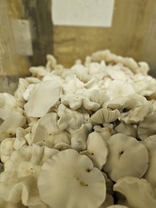 Jack Frost - Genuine Isolated P. Cubensis Mushroom Liquid Culture (TAT X APE) - Image 6
