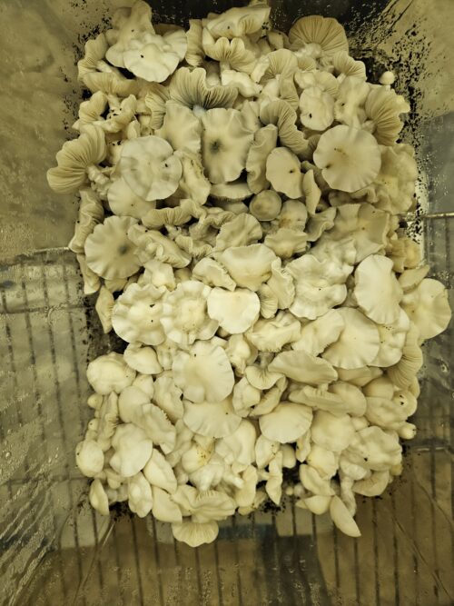 Jack Frost - Genuine Isolated P. Cubensis Mushroom Liquid Culture (TAT X APE) - Image 7