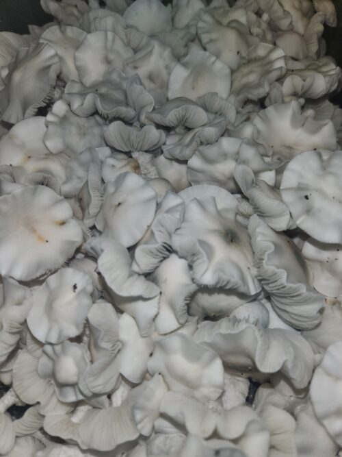 Jack Frost - Genuine Isolated P. Cubensis Mushroom Liquid Culture (TAT X APE) - Image 8