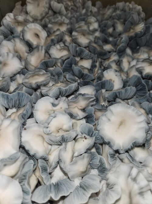 Jack Frost - Genuine Isolated P. Cubensis Mushroom Liquid Culture (TAT X APE) - Image 10