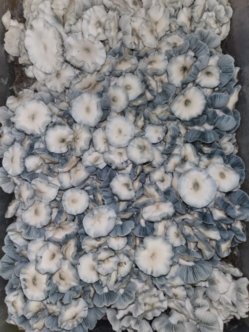 Jack Frost - Genuine Isolated P. Cubensis Mushroom Liquid Culture (TAT X APE) - Image 11