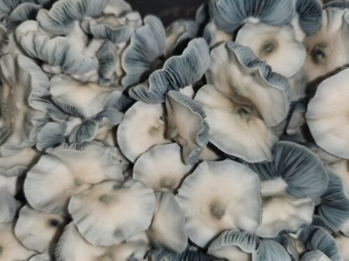 Jack Frost - Genuine Isolated P. Cubensis Mushroom Liquid Culture (TAT X APE) - Image 12