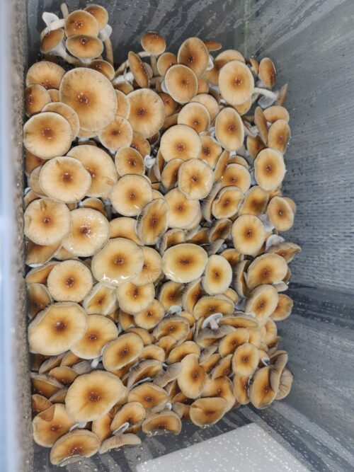 Hillbilly - Isolated Liquid Culture - Image 8