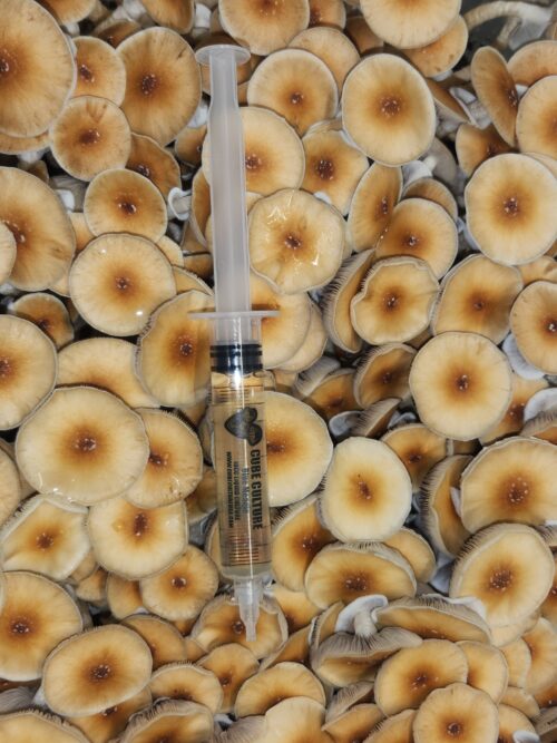 Hillbilly - Isolated Liquid Culture - Image 9