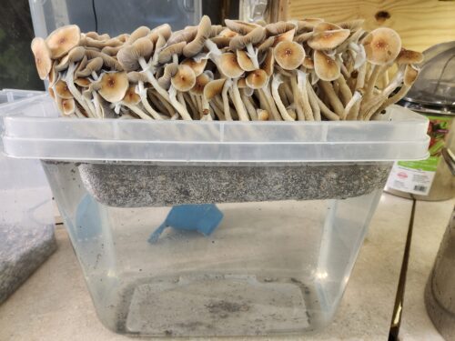 Hillbilly - Isolated Liquid Culture - Image 10