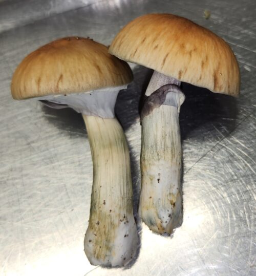 Golden Teacher - Genuine Isolated P. Cubensis Genetics Mushroom Liquid Culture - Image 8