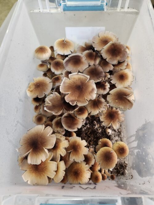 Z-Strain – Genuine Isolated P. Cubensis Genetics Mushroom Liquid Culture (Z-Cube) - Image 7