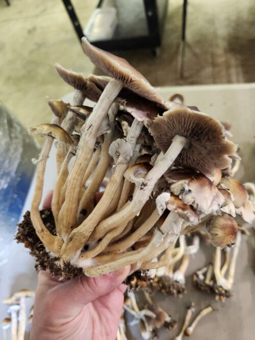 Z-Strain – Genuine Isolated P. Cubensis Genetics Mushroom Liquid Culture (Z-Cube) - Image 8