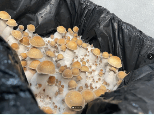 Penis Envy (PE) – Genuine Orginal Isolated P. Cubensis Mushroom Liquid Culture - Image 5