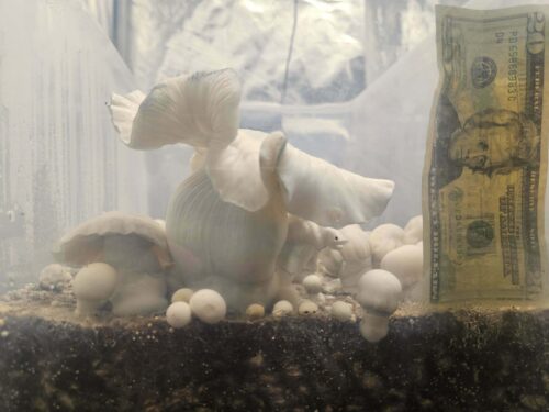 Yeti (TAT Isolation) - Genuine Isolated P. Cubensis Genetics Mushroom Liquid Culture - Image 11