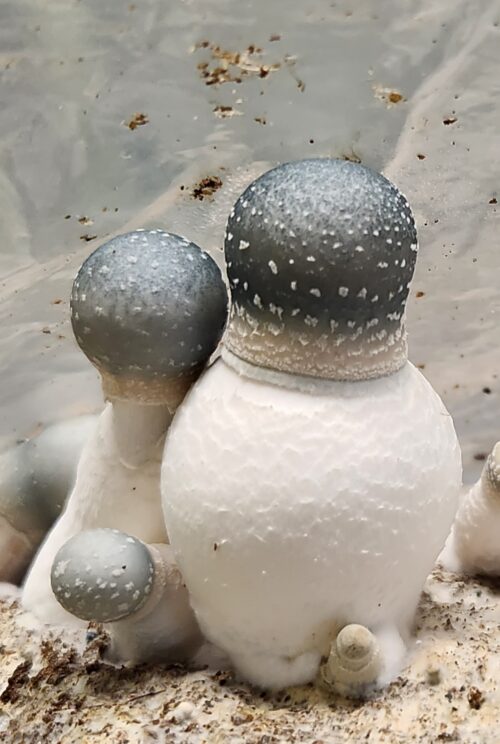 Albino Penis Envy (APE) - Isolated Liquid Culture - Image 2