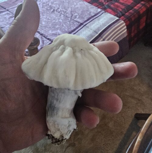 Yeti (TAT Isolation) - Genuine Isolated P. Cubensis Genetics Mushroom Liquid Culture - Image 9