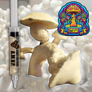 Albino Most Valuable Producer (AMVP) - Isolated Liquid Culture