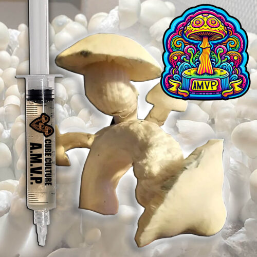 Albino Most Valuable Producer (AMVP) - Isolated Liquid Culture
