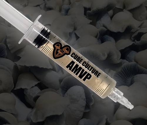 Albino Most Valuable Producer (AMVP) - Isolated Liquid Culture - Image 5