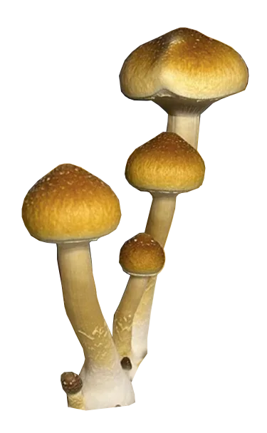 B+ (B Positive) - Genuine Isolated P. Cubensis Genetics Mushroom Liquid Culture - Image 2