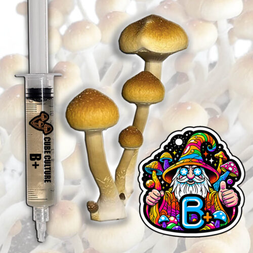 B+ (B Plus) - Isolated Liquid Culture