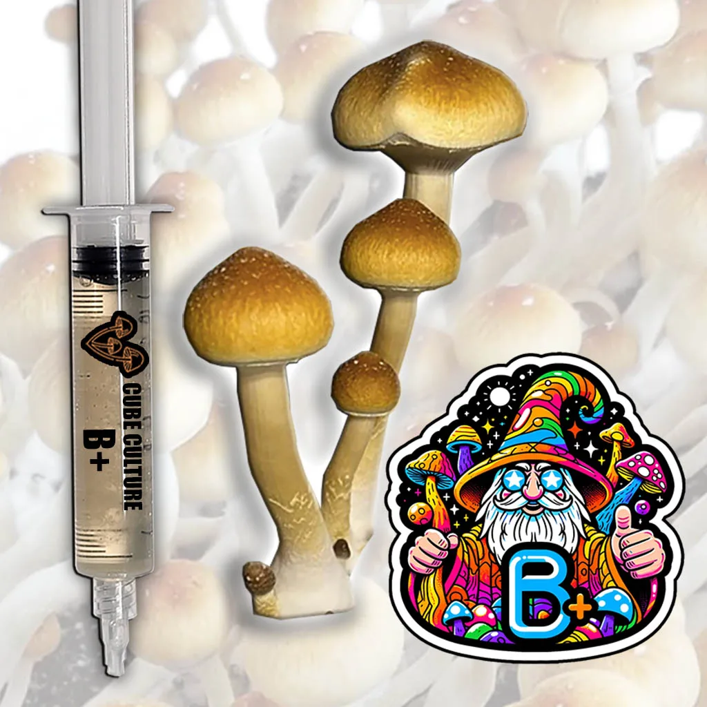 B+ (B Positive) Isolated mushroom liquid culture
