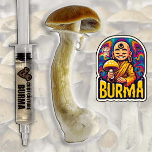 Burma - Isolated Liquid Culture