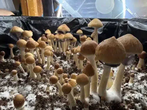 Blue Meanie (Cubensis - NOT PAN CYANS) - Genuine Isolated P. Cubensis Genetics Mushroom Liquid Culture - Image 5
