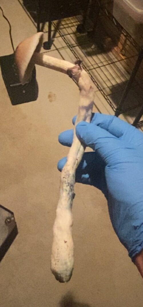 Blue Meanie (Cubensis - NOT PAN CYANS) - Genuine Isolated P. Cubensis Genetics Mushroom Liquid Culture - Image 4