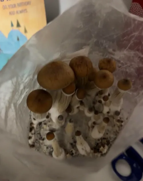 B+ (B Positive) - Genuine Isolated P. Cubensis Genetics Mushroom Liquid Culture - Image 11