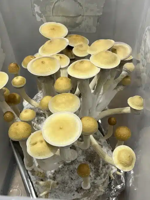 Jedi Mind F*** (JMF) - Genuine Isolated Large-Form P. Cubensis Genetics Mushroom Liquid Culture - Image 11