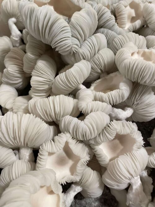 Jack Frost - Genuine Isolated P. Cubensis Mushroom Liquid Culture (TAT X APE) - Image 13