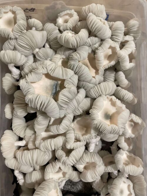 Jack Frost - Genuine Isolated P. Cubensis Mushroom Liquid Culture (TAT X APE) - Image 14