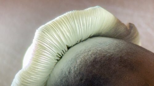 AMVP Liquid Culture Mushroom