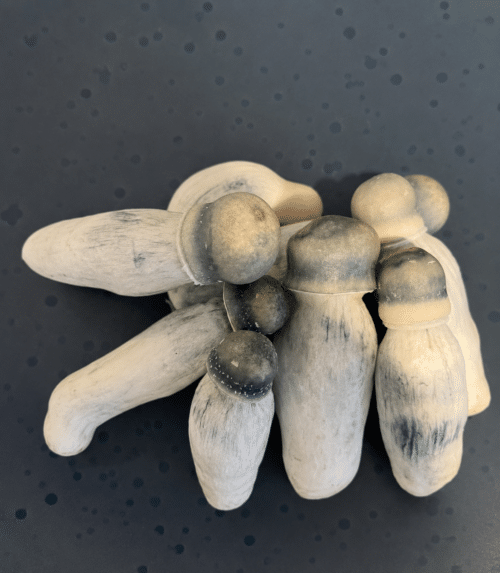 Albino Penis Envy (APE) – Genuine Isolated P. Cubensis Mushroom Liquid Culture - Image 8