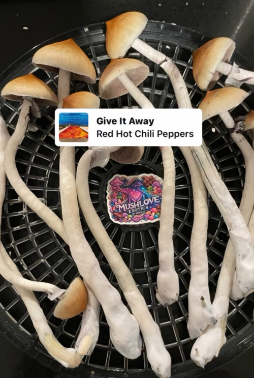 Jedi Mind F*** (JMF) - Genuine Isolated Large-Form P. Cubensis Genetics Mushroom Liquid Culture - Image 13