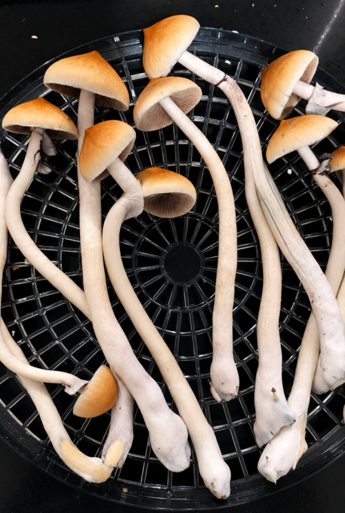 Jedi Mind F*** (JMF) - Genuine Isolated Large-Form P. Cubensis Genetics Mushroom Liquid Culture - Image 14