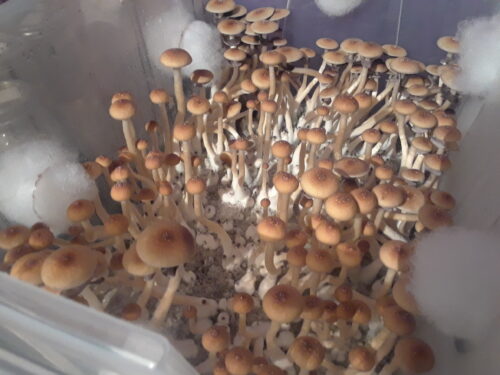 Golden Teacher - Genuine Isolated P. Cubensis Genetics Mushroom Liquid Culture - Image 12