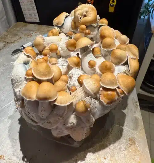 Penis Envy (PE) – Genuine Orginal Isolated P. Cubensis Mushroom Liquid Culture - Image 4