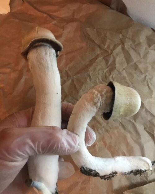 Penis Envy (PE) – Genuine Orginal Isolated P. Cubensis Mushroom Liquid Culture - Image 6