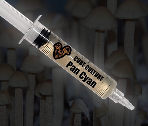 Hawaiian Panaeolus Cyanescens - Isolated Liquid Culture - Image 3
