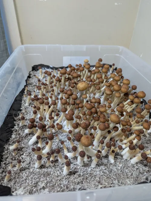 Golden Teacher - Genuine Isolated P. Cubensis Genetics Mushroom Liquid Culture - Image 15