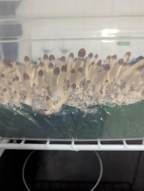Golden Teacher - Genuine Isolated P. Cubensis Genetics Mushroom Liquid Culture - Image 16