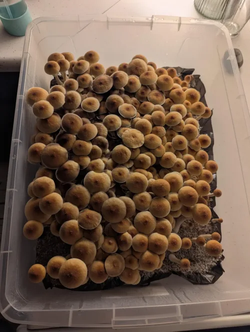 Golden Teacher - Genuine Isolated P. Cubensis Genetics Mushroom Liquid Culture - Image 14