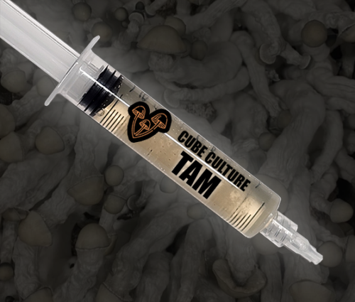 True Albino Melmac (TAM) - Isolated Liquid Culture - Image 5