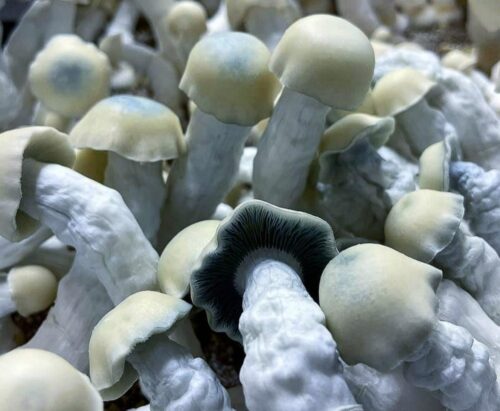 Yeti - Isolated Liquid Culture - Image 3