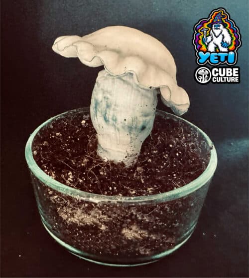 Yeti (TAT Isolation) - Genuine Isolated P. Cubensis Genetics Mushroom Liquid Culture - Image 5